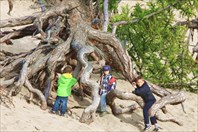 Ходульные деревья в Песчаной бухте